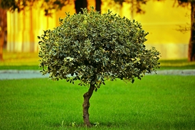 庭院绿色草地树木摄影图片